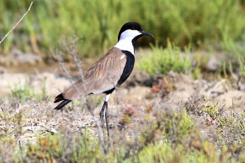 Spur-winged Lapwing