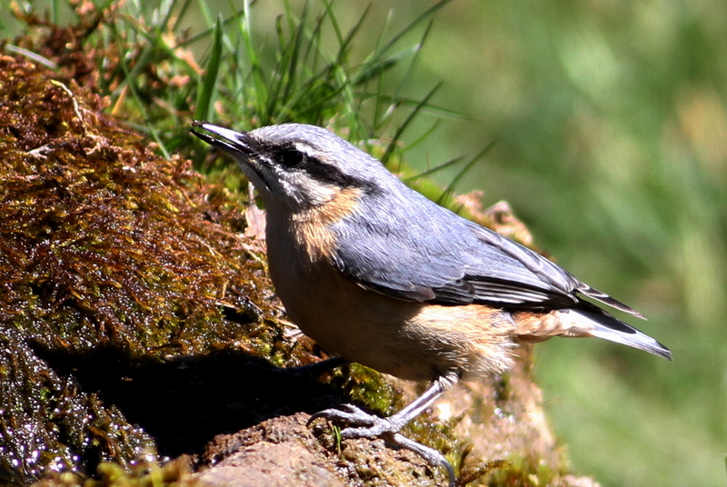 Eurasian Nuthatch