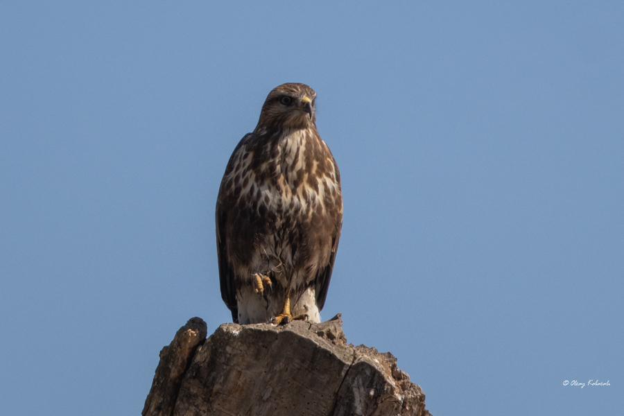 Common Buzzard