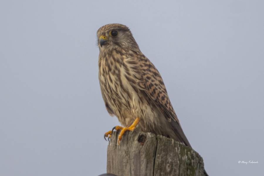 Common Kestrel