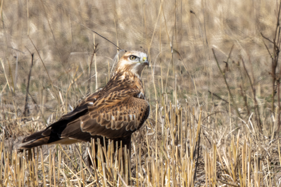 Long-legged Buzzard
