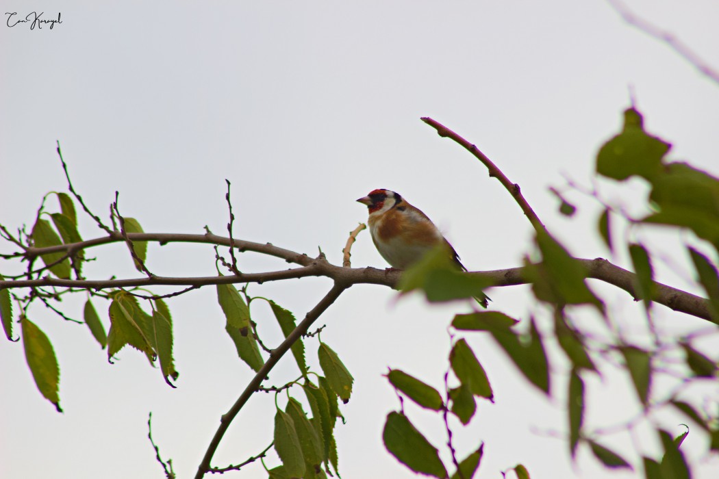 European Goldfinch