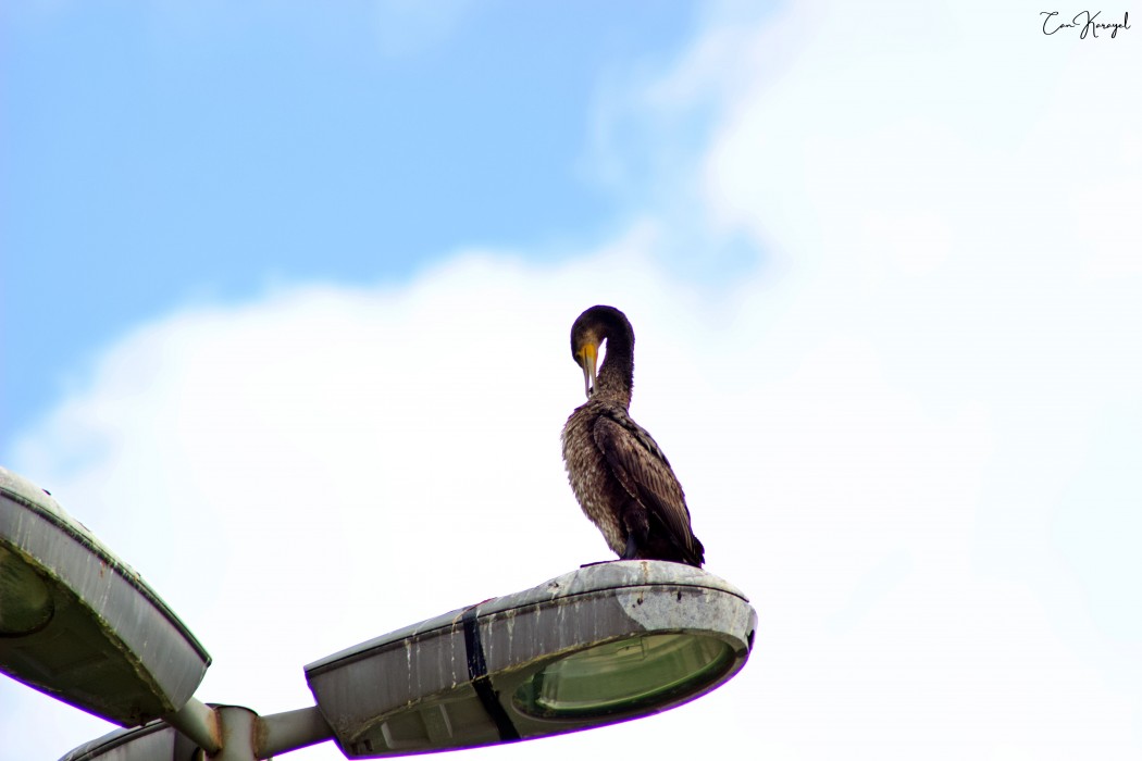 Great Cormorant