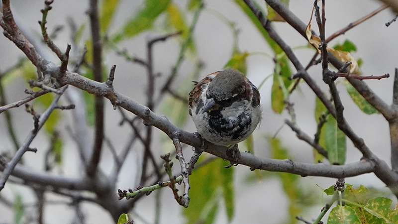 House Sparrow