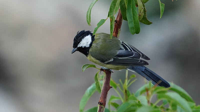 Great Tit