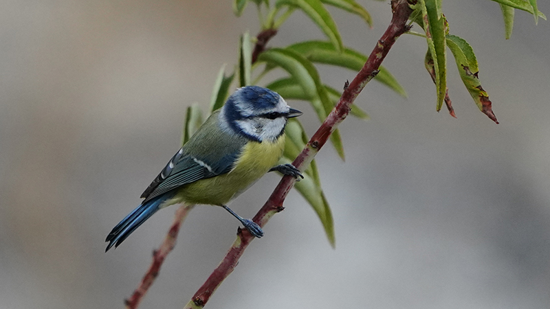 Eurasian Blue Tit