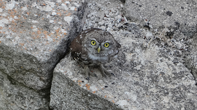 Little Owl