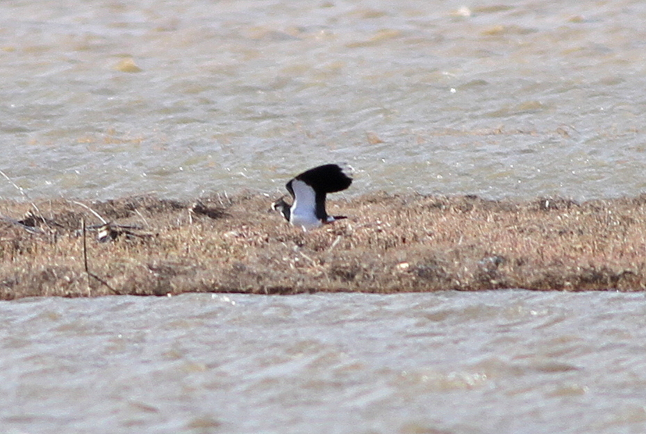 Northern Lapwing