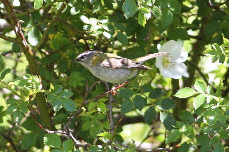 Common Firecrest