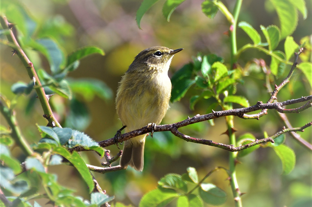 Common Chiffchaff