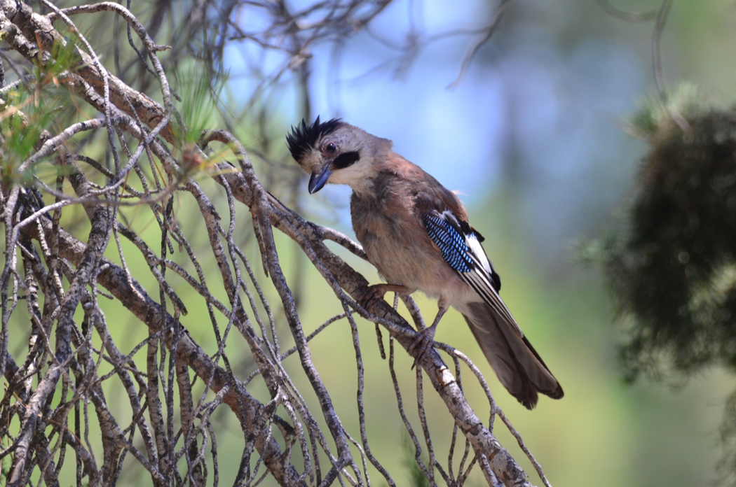 Eurasian Jay