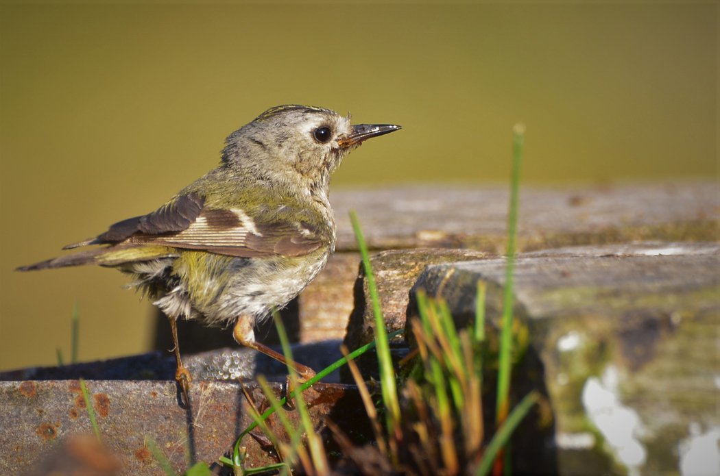 Goldcrest