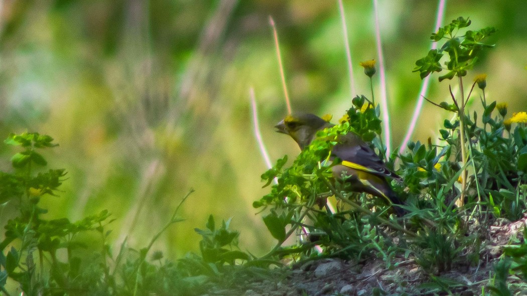 European Greenfinch