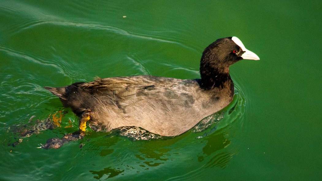 Eurasian Coot