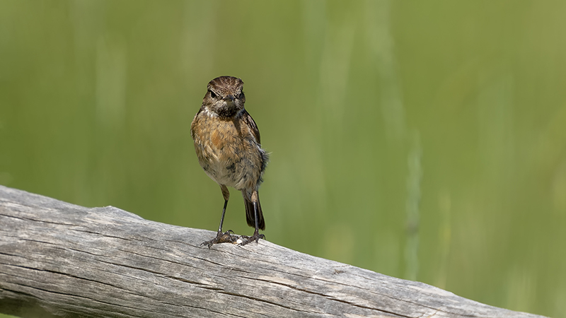 European Stonechat