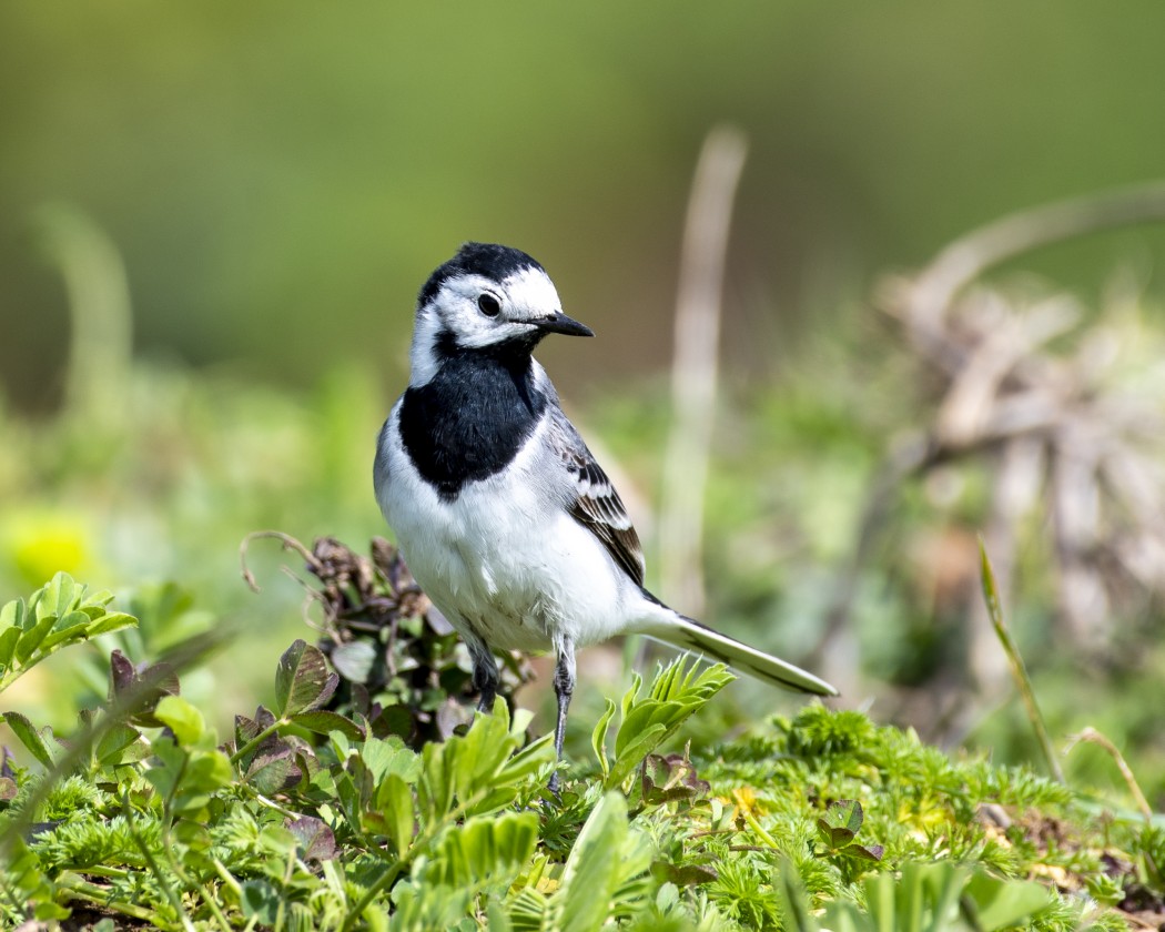 White Wagtail