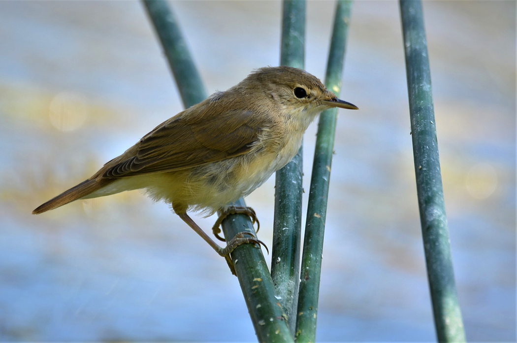 Common Reed Warbler