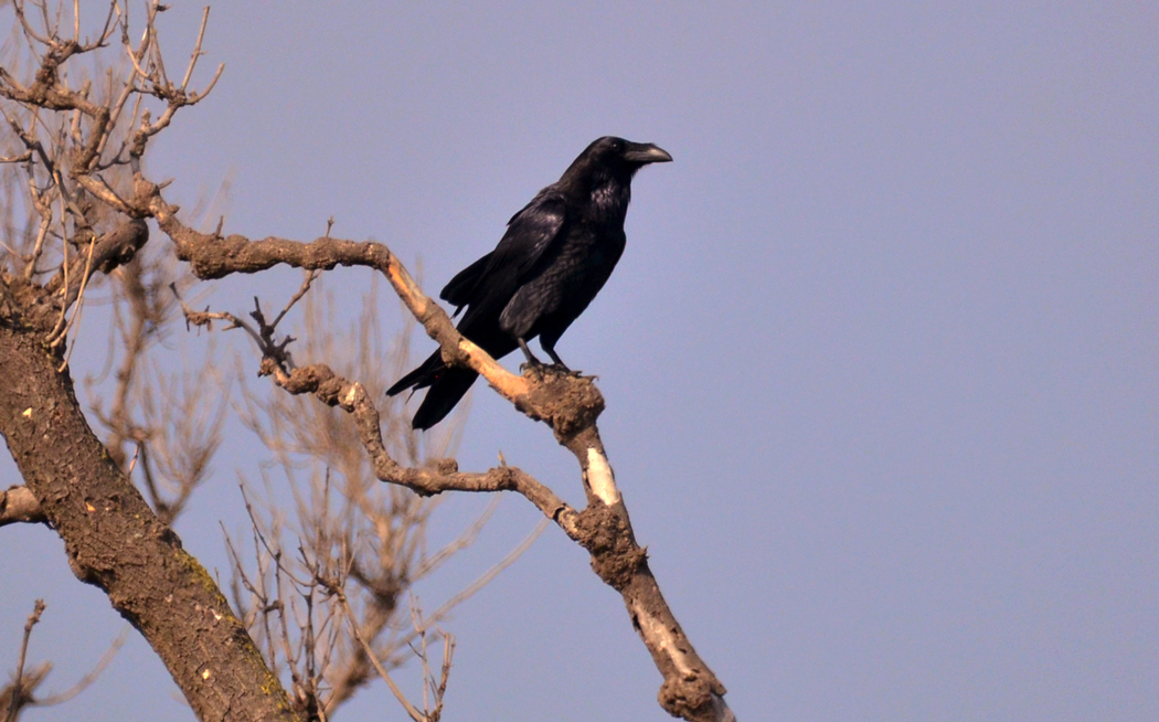 Northern Raven