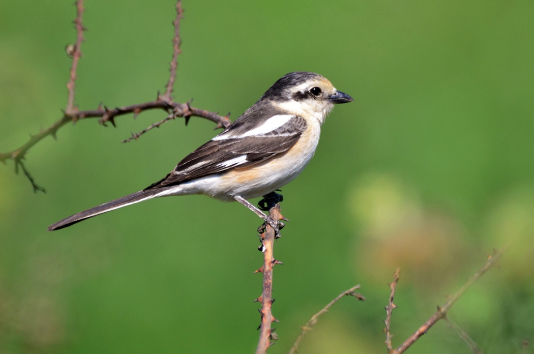 Masked Shrike