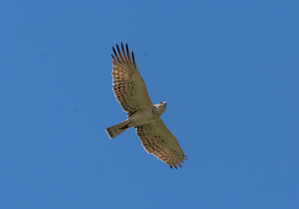 Short-toed Snake Eagle