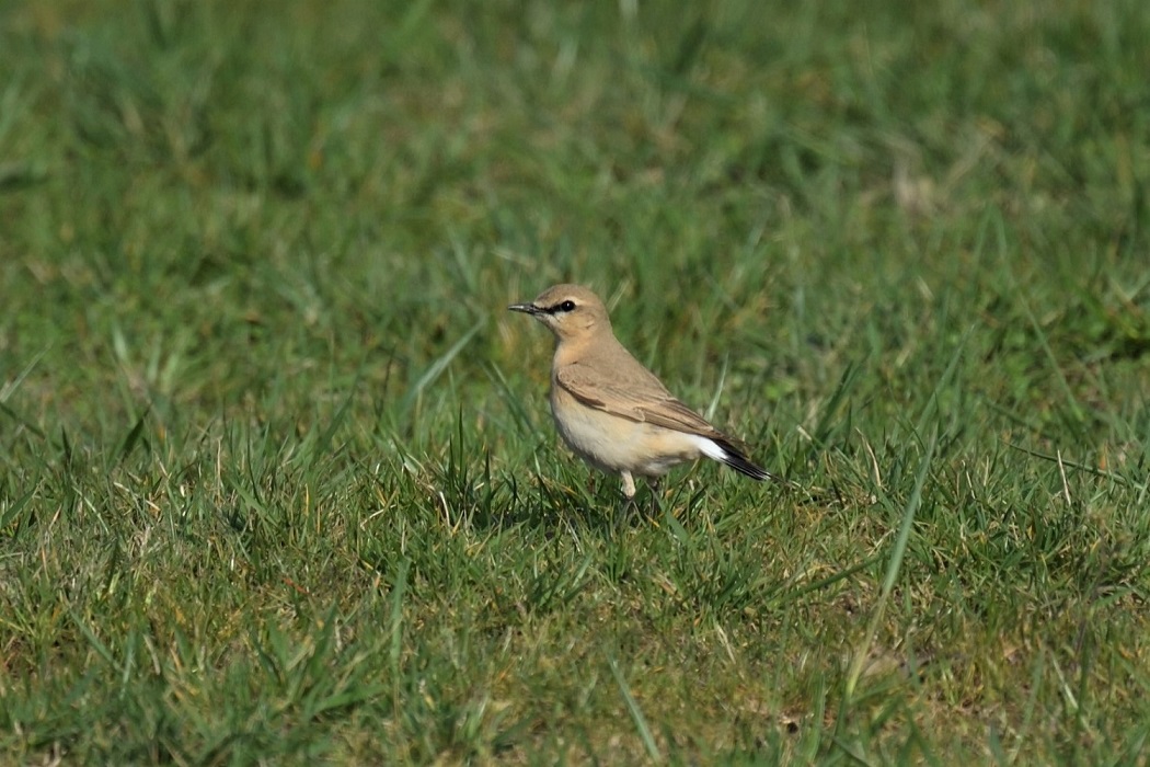 Isabelline Wheatear