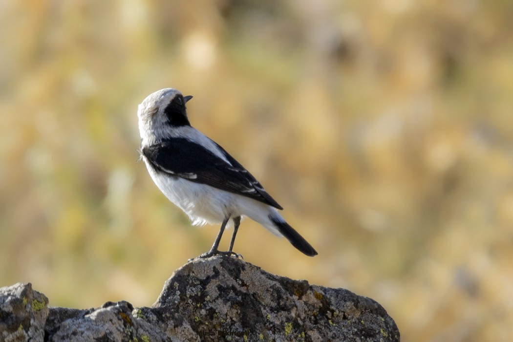 Finsch`s Wheatear