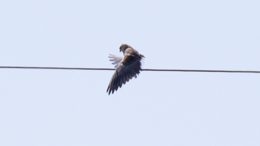 Black-winged Kite