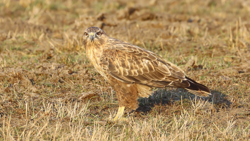 Long-legged Buzzard