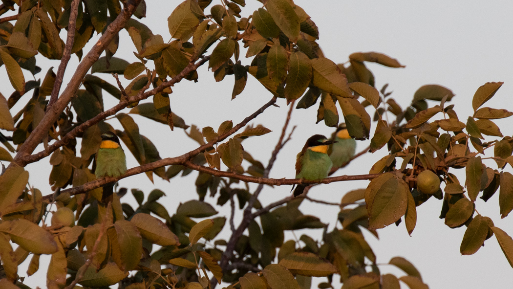 European Bee-eater