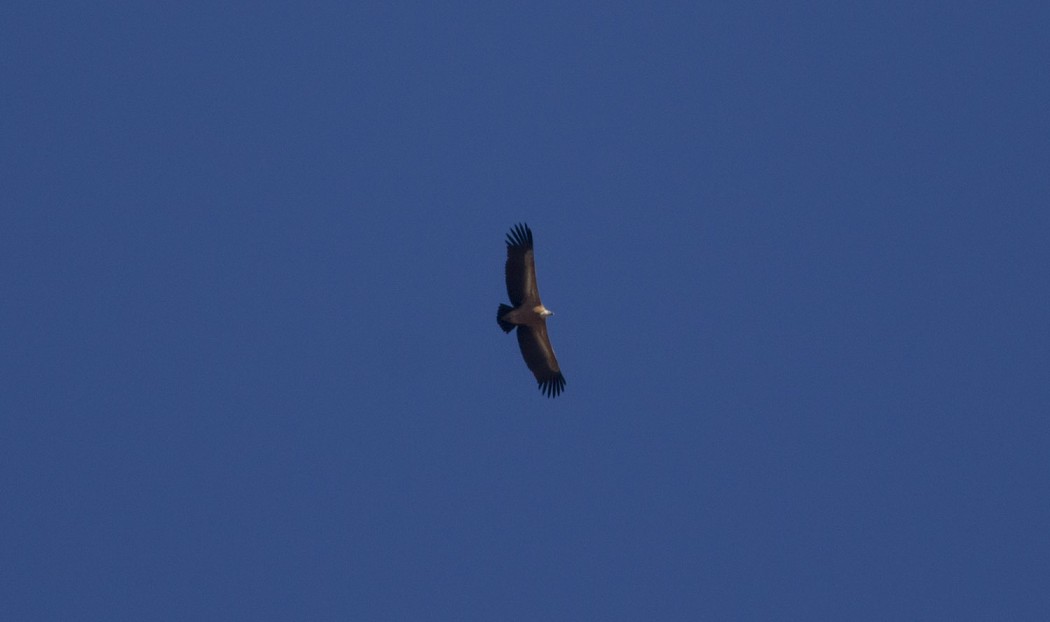 Griffon Vulture