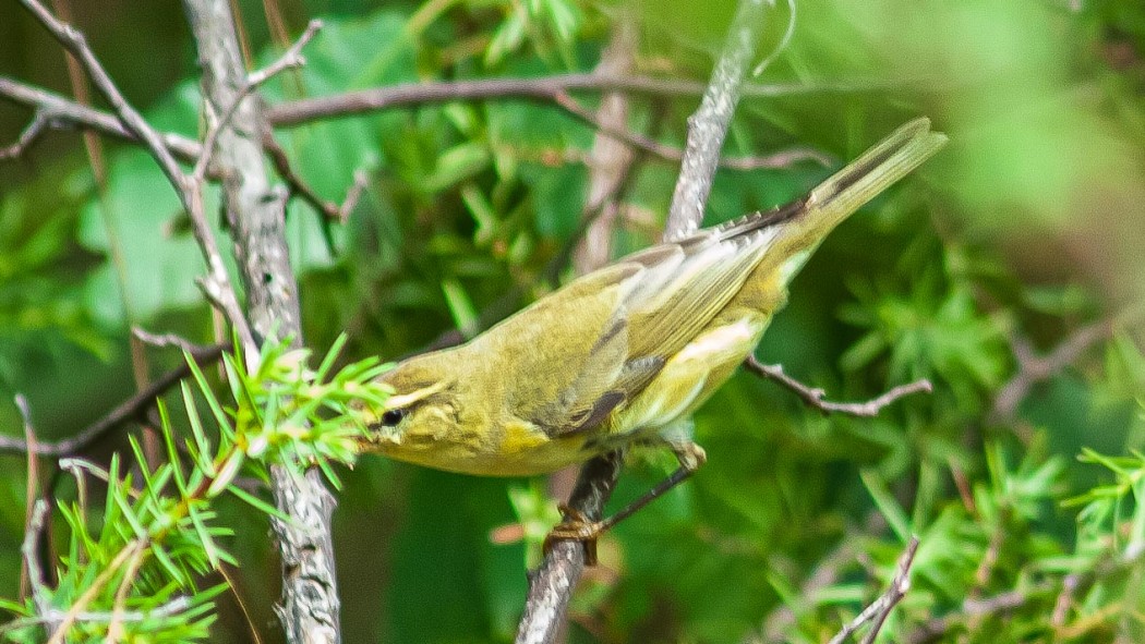 Willow Warbler