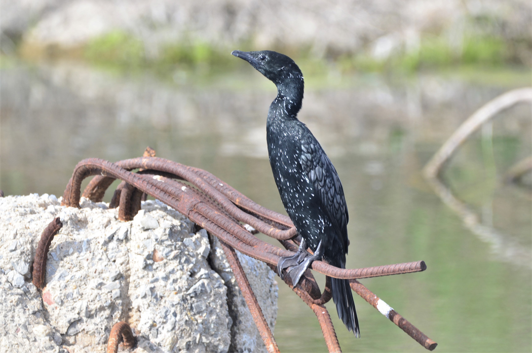 Pygmy Cormorant