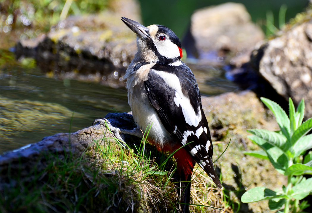 Great Spotted Woodpecker