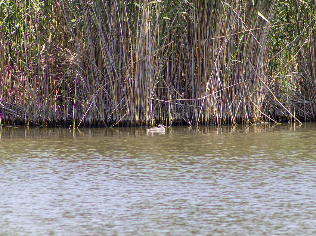 Great Crested Grebe