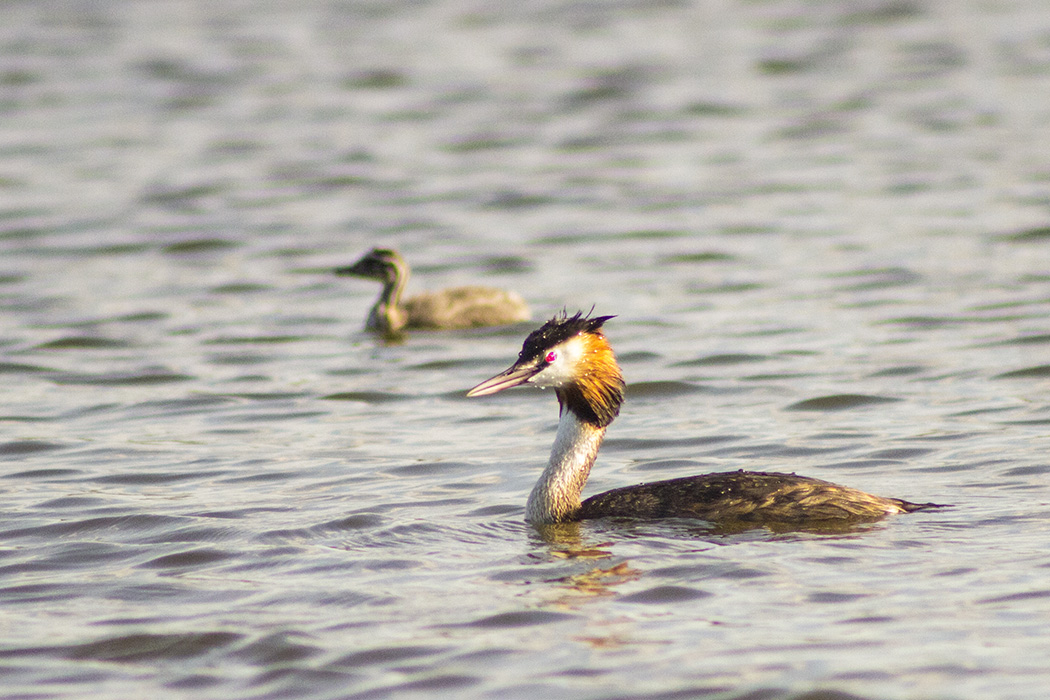 Great Crested Grebe