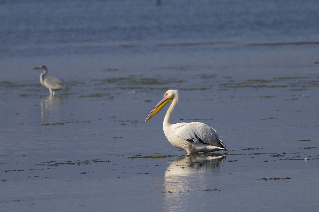 Great White Pelican