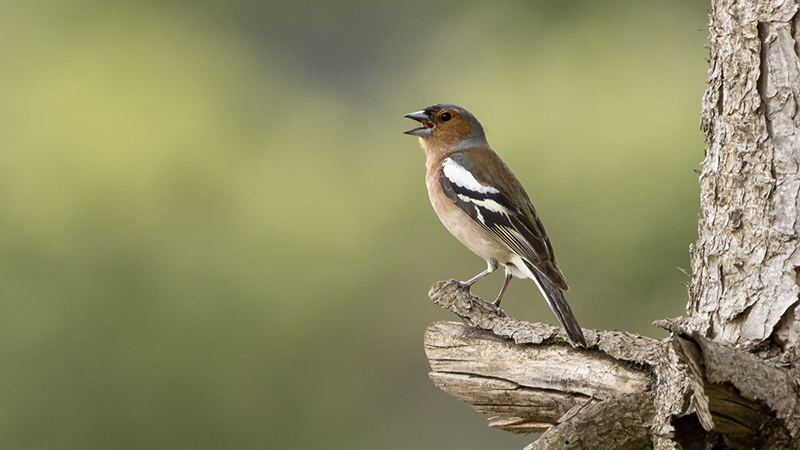 Common Chaffinch