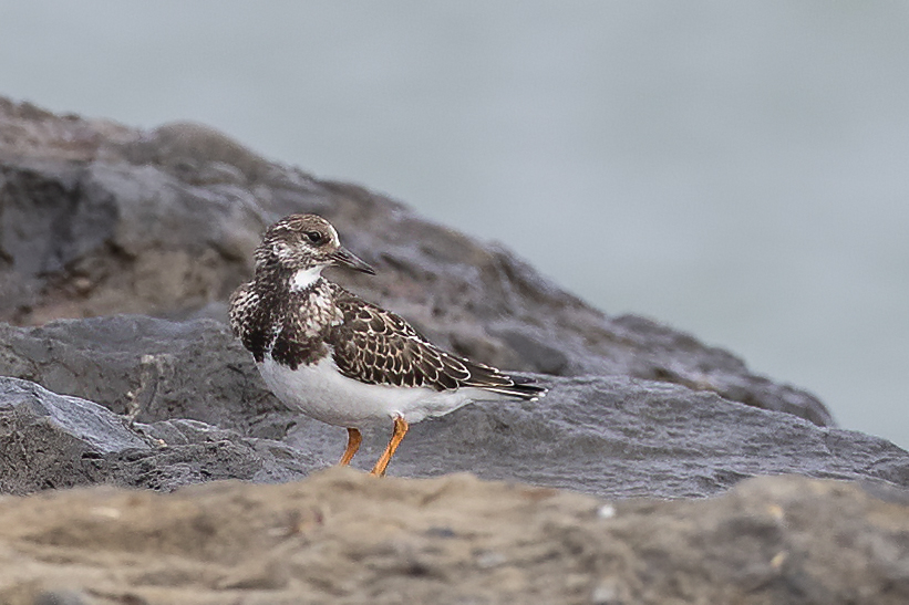 Ruddy Turnstone