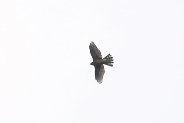 Eurasian Sparrowhawk