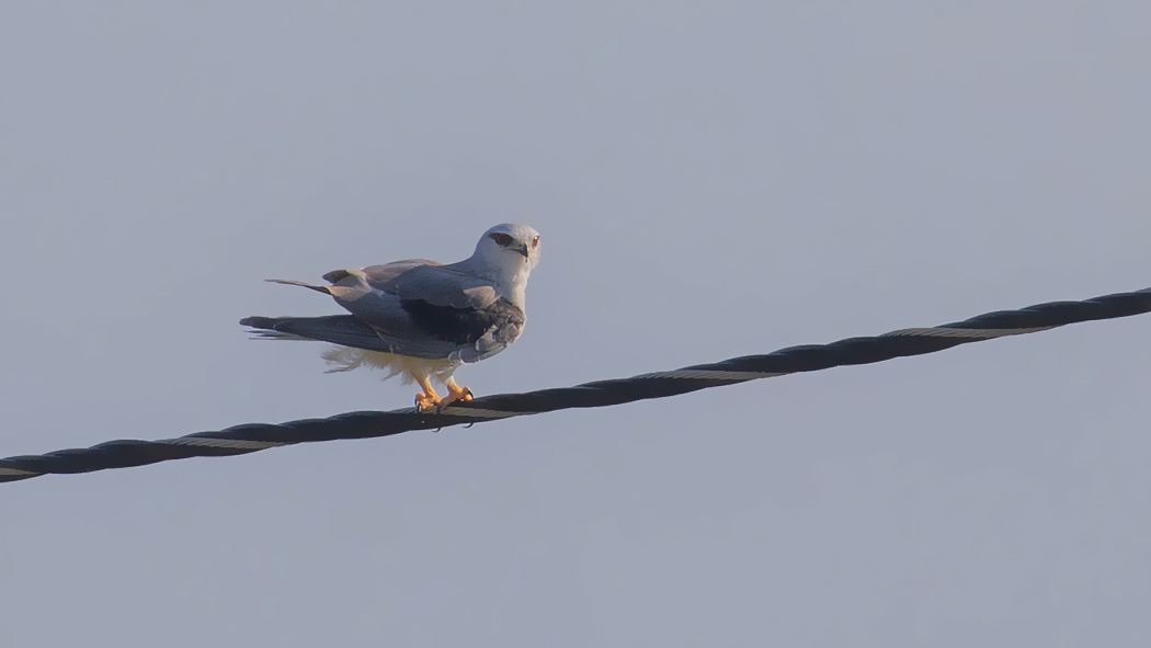 Black-winged Kite