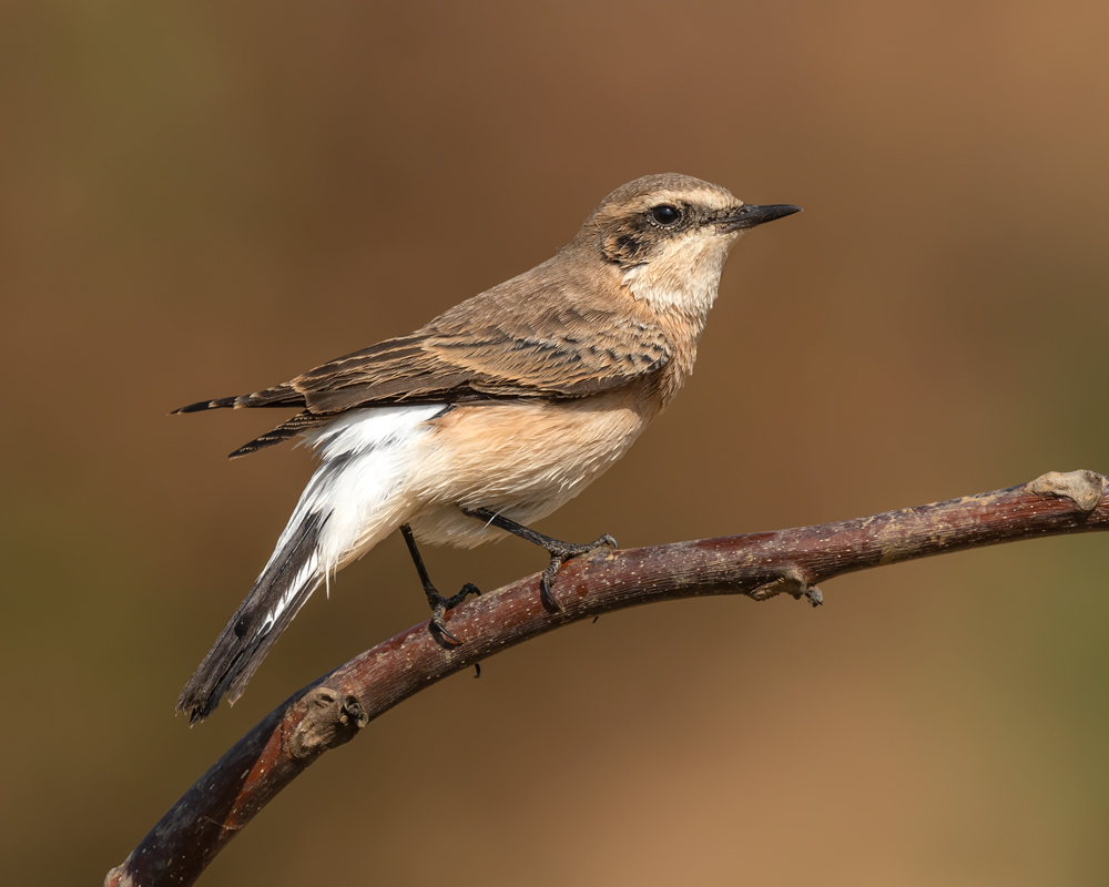 Black-eared Wheatear