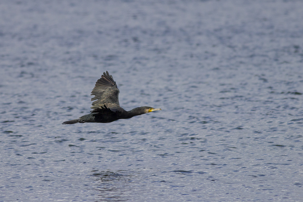 Great Cormorant