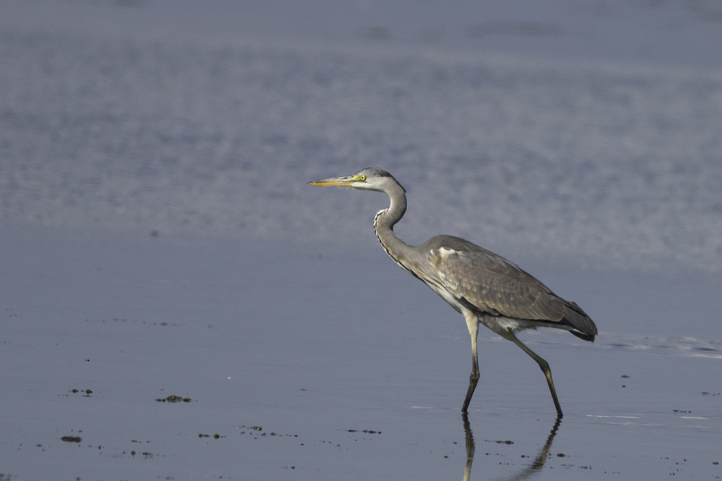 Grey Heron