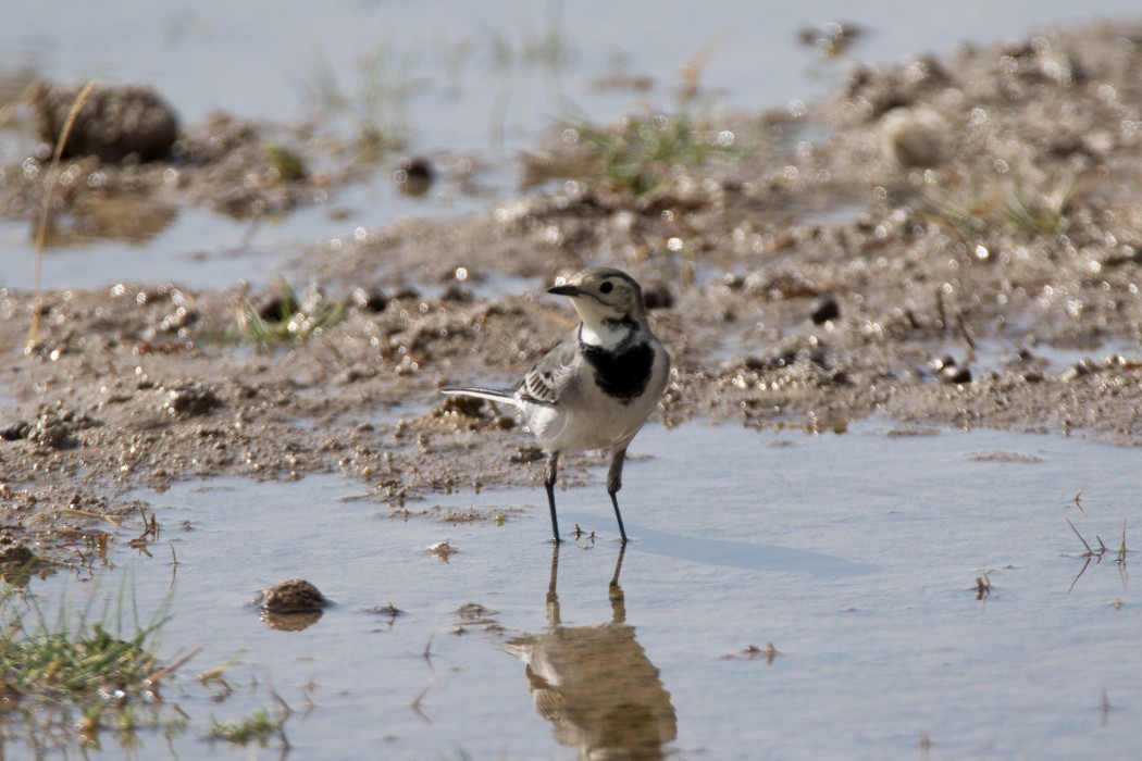 White Wagtail