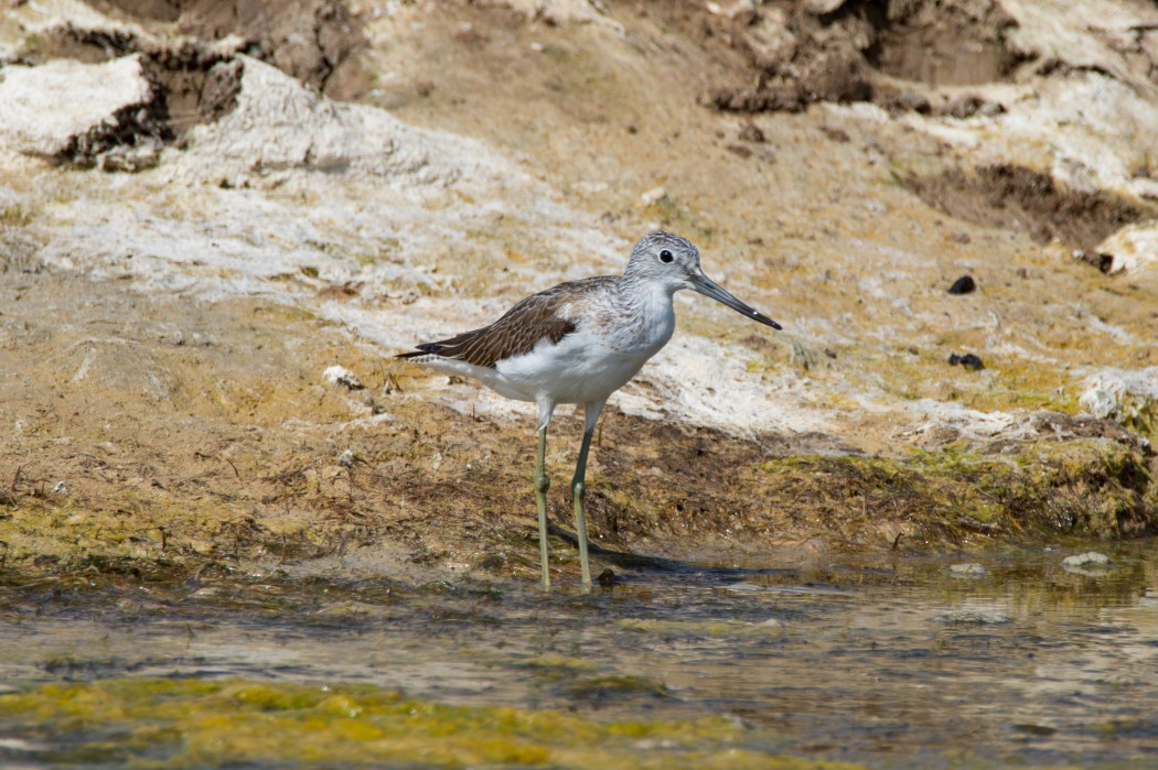 Common Greenshank