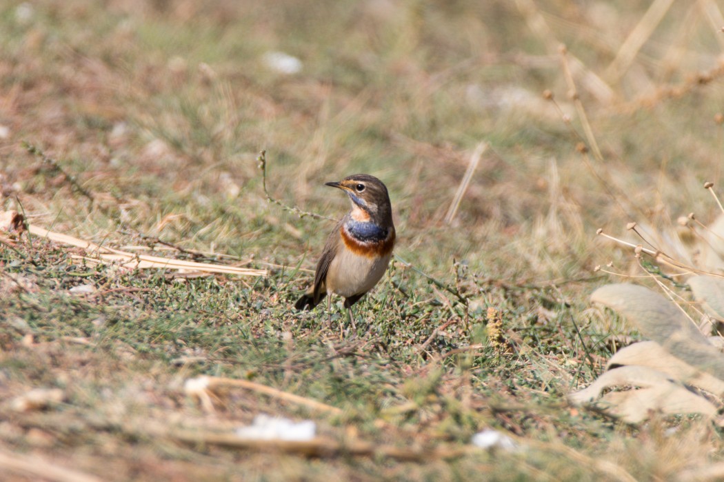 Bluethroat