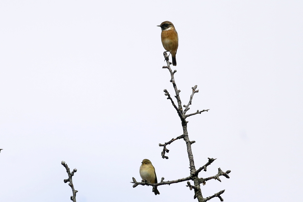 Common Chiffchaff
