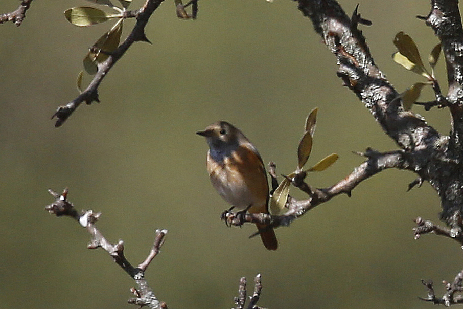 Common Redstart