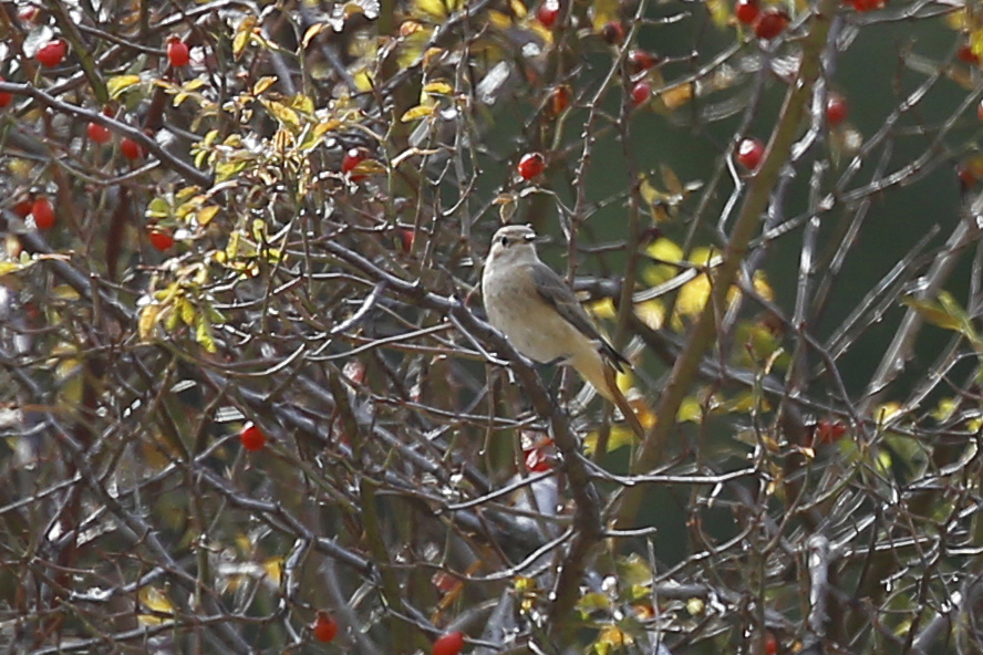 Common Redstart