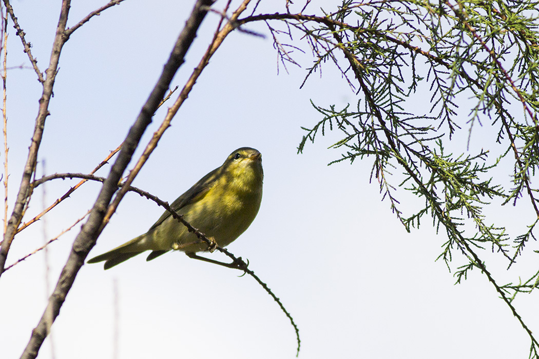 Willow Warbler